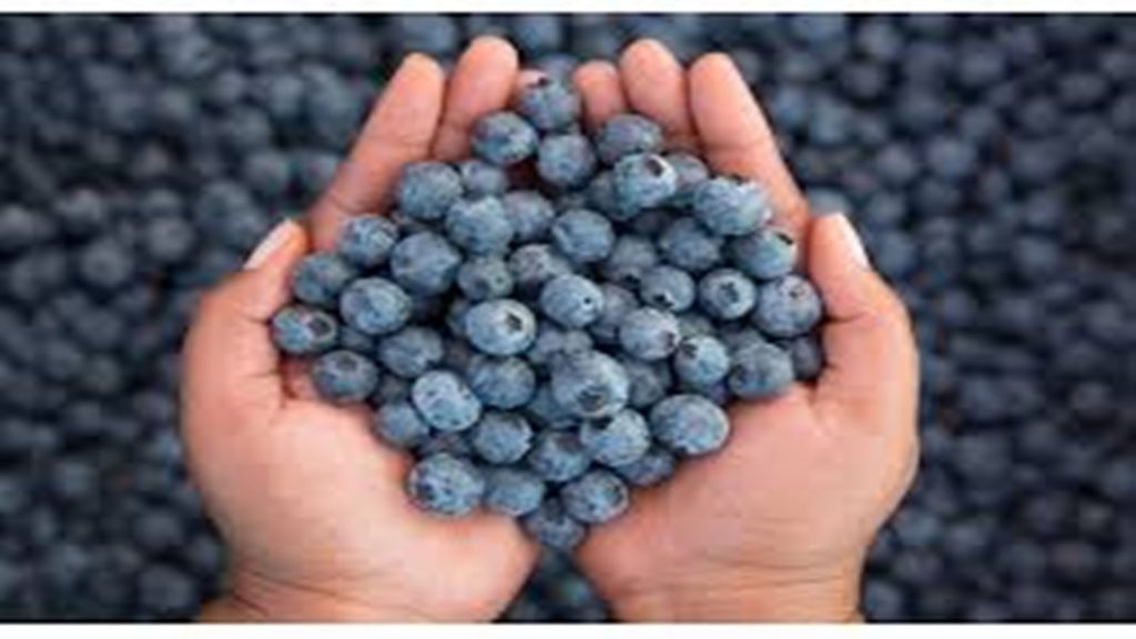 Khasiat Blueberry untuk Kesehatan dan Kecantikan