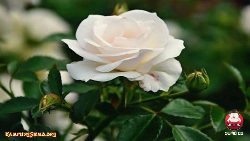 Mawar Putih Bermanfaat Untuk Perawatan Kulit