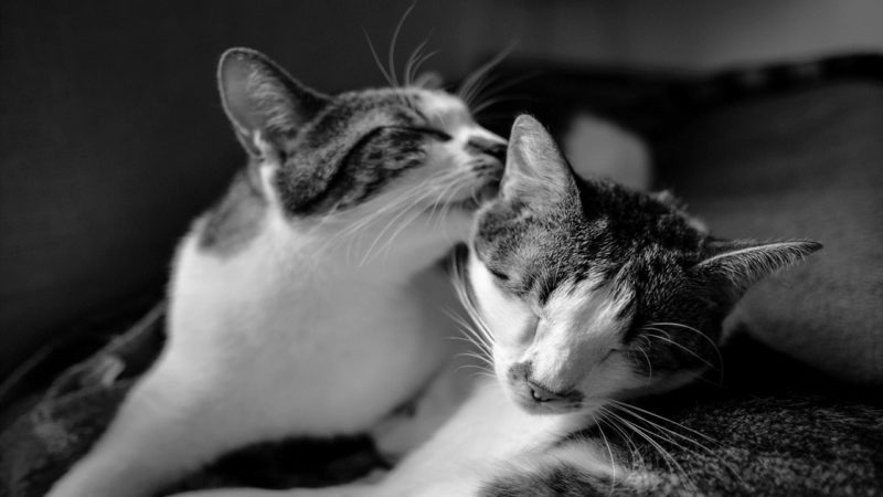 Kenapa Kucing Suka Jilat-jilat Badan Kamu? Apa karena Kamu Bau?