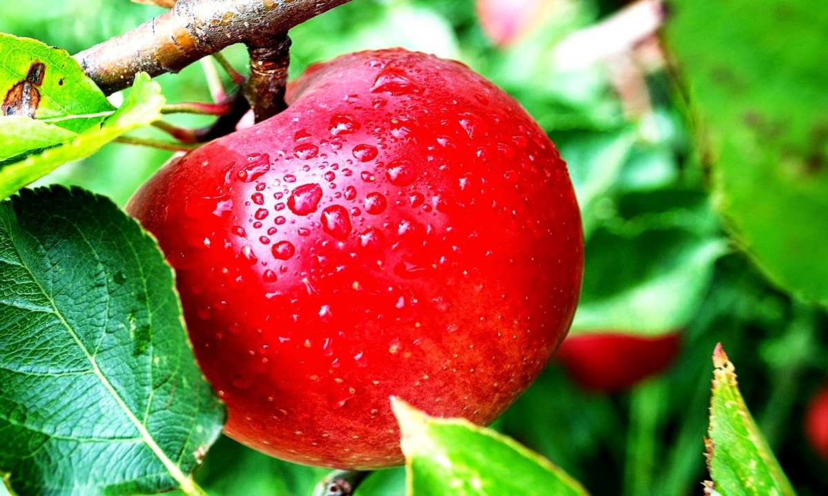 Buah Apel Mempunyai Manfaat Yang Sangat Baik Untuk Kesehatan