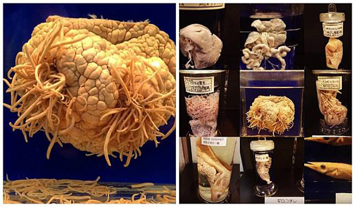 Meguro Parasitological Museum di Tokyo ini Pamerkan Parasit pada Makhluk Hidup.