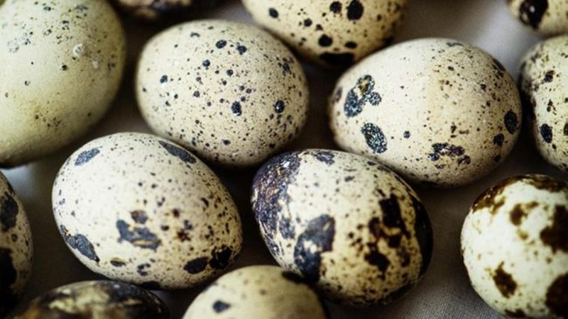 Telur Puyuh Dan Manfaatnya untuk Tubuh