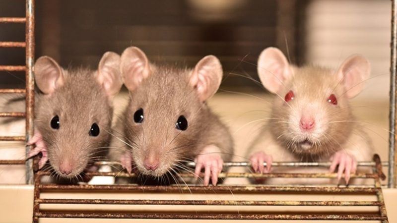 6 Penyakit Berbahaya yang Disebarkan oleh Tikus, Jangan Disepelekan