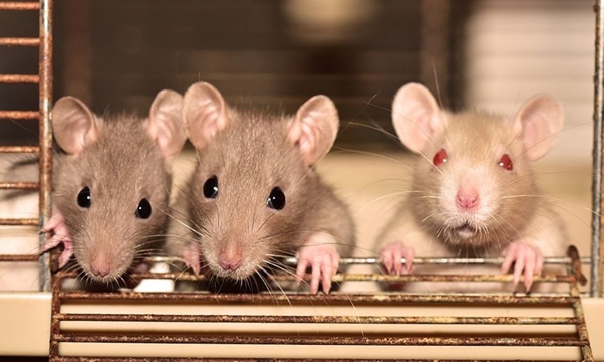 6 Penyakit Berbahaya yang Disebarkan oleh Tikus, Jangan Disepelekan