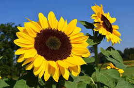 Manfaat Bunga Matahari yang Jarang Diketahui