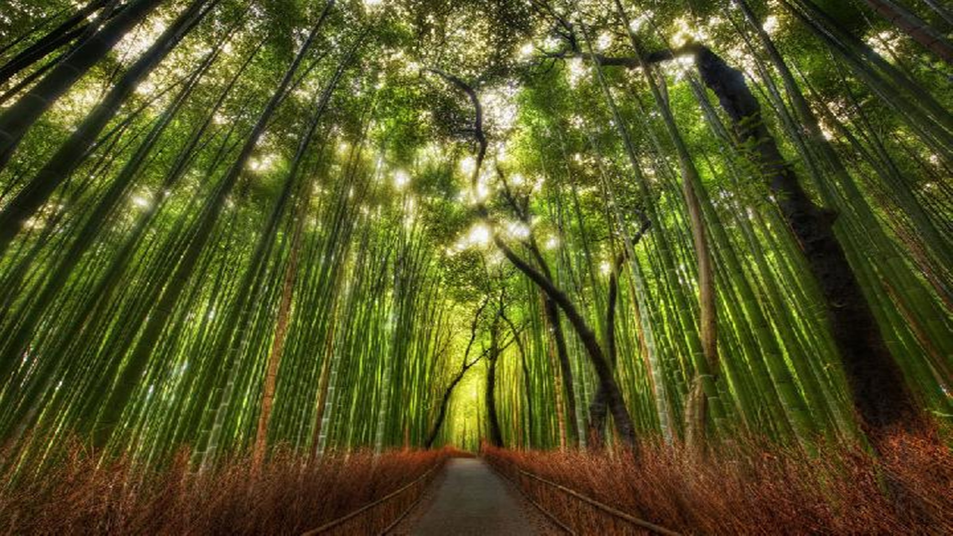Wisata Hutan Bambu  Indonesia Berasa Di Jepang