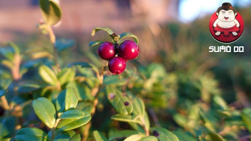 Manfaat Lingonberry untuk Kesehatan