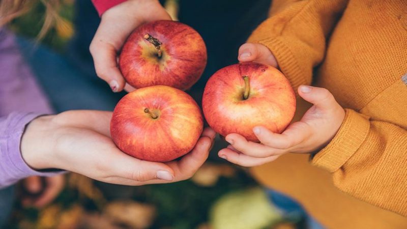 Berikut Efek Samping Terlalu Banyak Makan Apel