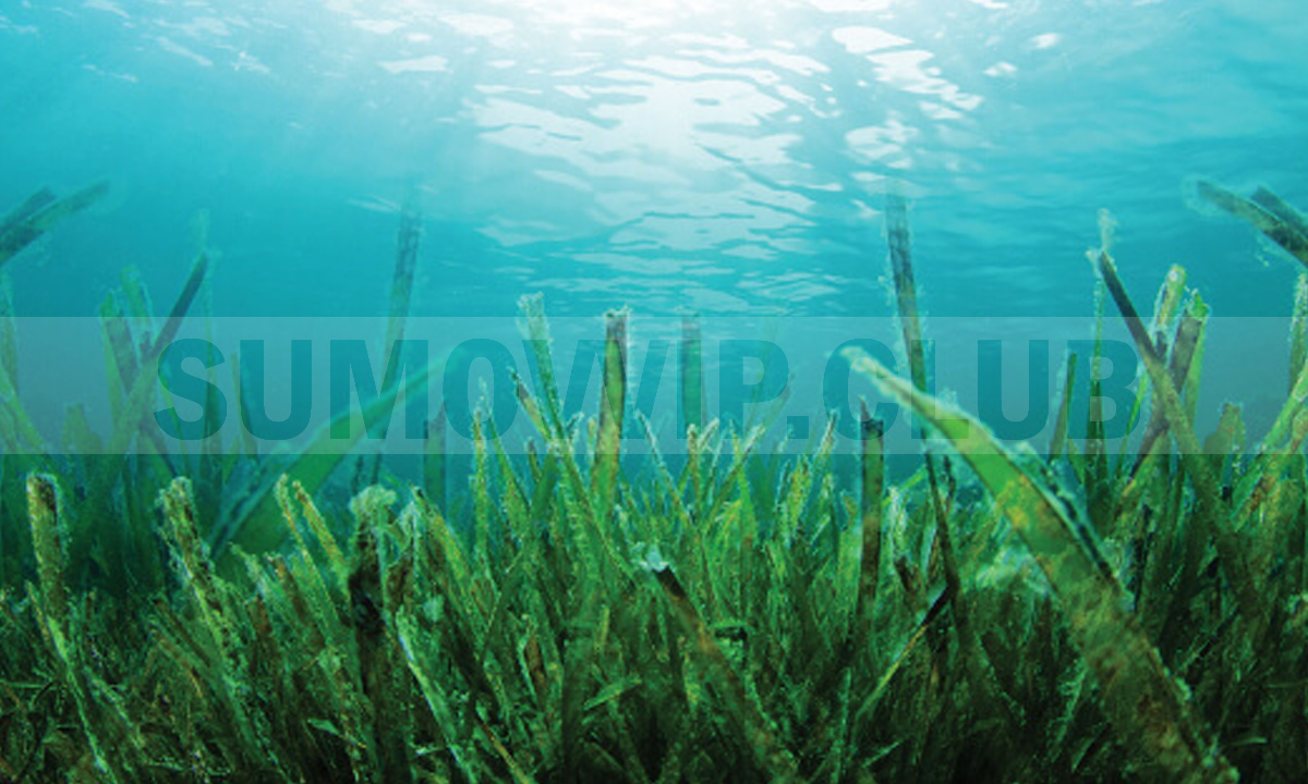 Manfaat Rumput Laut Untuk Kesehatan Tubuh