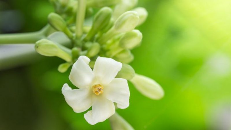 5 Manfaat Bunga Pepaya untuk Kesehatan