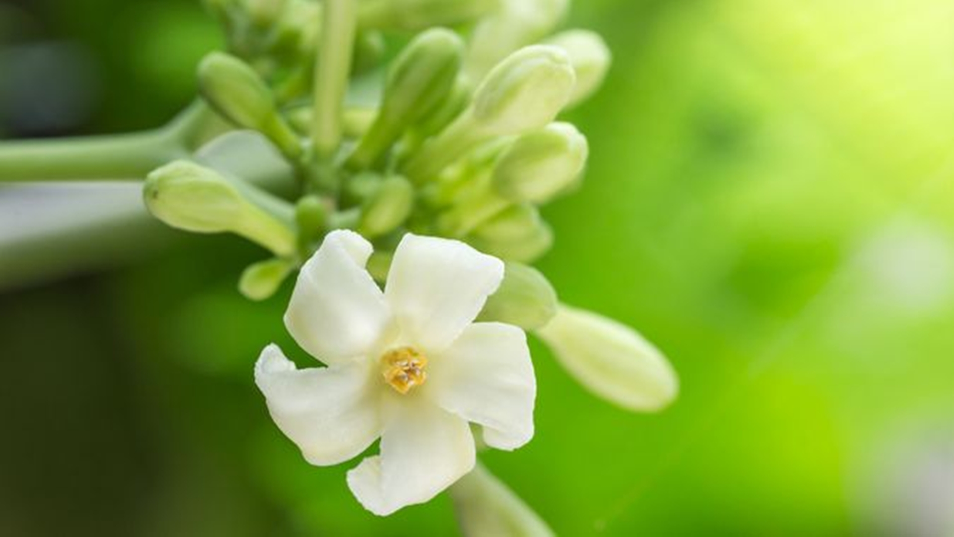 5 Manfaat Bunga Pepaya untuk Kesehatan