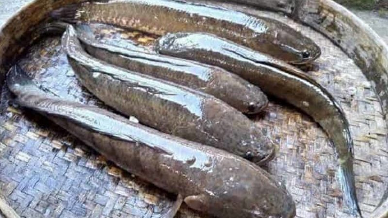 Manfaat Mengkonsumsi Ikan Gabus