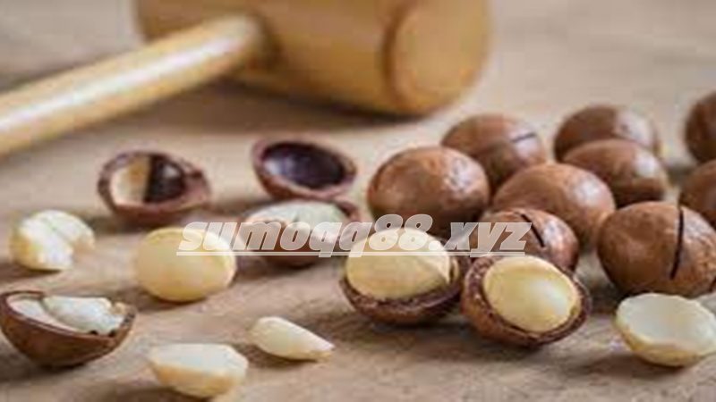 Manfaat Kacang Macadamia untuk Kesehatan