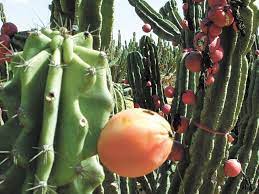 Jenis Tanaman Kaktus yang Dapat Di Makan