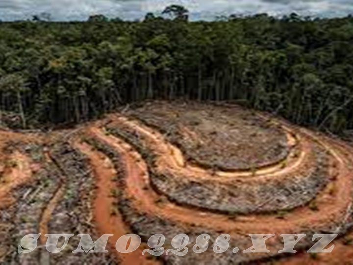 6 Penyebab Terjadinya Deforestasi
