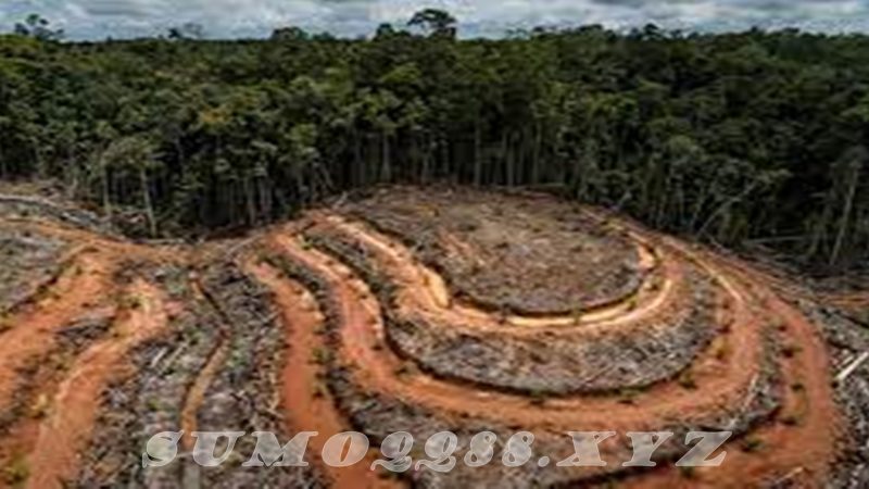 6 Penyebab Terjadinya Deforestasi