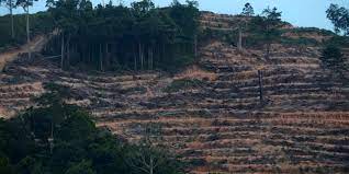 Masalah Deforestasi di Indonesia Halaman all - Kompas.com